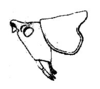 Neoconocephalus affinis (Palisot de Beauvois, 1819): Pl. III, Fig. 32. head and pronotum, lateral view (Conocephalus nigropunctatus). (Otu).