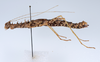 CollectionObject 1558793; 45bf295c-c385-46b4-bb43-c80acbd99aff: copyright ZMUH, Hamburg. female, lateral view (paratype). (CollectionObject).