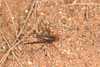 FieldOccurrence 3737; 59ffe2f9-266c-46e6-9c0b-8183d22aeadd; Brazil: Rio de Janeiro
Rio de Janeiro, Nova Iguaçu, Reserva Biológica do Tinguá., 2025/11/10-2025/11/13
Pedro Souza-Dias: (FieldOccurrence).