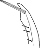 Stylus: Stylus (I. marginalis Vilbaste, 1968). (Observation).