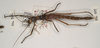 CollectionObject 1558490; aee7fa2c-e916-40b5-aa39-dca83fa57817: copyright UMO. female (holotype). (CollectionObject).