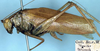 CollectionObject 1532155; NMW 7157, aeb7b1f3-e969-4555-8e71-6792f34baa5e: male, lateral view (syntype). (CollectionObject).