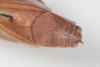 CollectionObject 1505885; e09d9024-f103-42e3-819c-517dfd55be31: female, dorsal view (holotype). (CollectionObject).