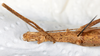 CollectionObject 1559835; NMW 234, a19328d3-4c53-4eff-8aae-6068598dbb49: copyright, NMW Vienna. female: head & thorax, ventral view (holotype). (CollectionObject).