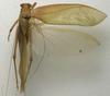 CollectionObject 1535086; 3d3bd2b7-b0a3-461b-bc28-38702ad8a9d8: male, dorsal view (holotype). (CollectionObject).