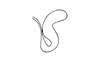 Megacephalacris pugnax pugnax (Gerstaecker, 1873): Fig. 70. spermatheca. (Otu).