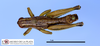 CollectionObject 1513145; MLP1090/1, 81042a45-f9a7-435d-8623-6ae2c3de6ede: male, dorsal view (holotype). (CollectionObject).