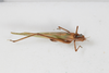 CollectionObject 1505681; bd75f36b-ca28-4097-835e-6cf12b12c842: female, dorsal view (syntype #1). (CollectionObject).