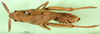 CollectionObject 1501185; MfN 2051, cd34866f-4c48-4445-ace3-601f2202fa05: female, dorsal view (holotype). (CollectionObject).