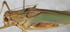 CollectionObject 1532999; ecca8201-7d9b-45dd-aeee-09f71d41b6b2: male, dorso-lateral view. (CollectionObject).