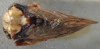 Habitus, dorsal view: (Observation).