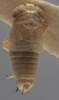 Habitus, dorsal view on Athysanella (Gladionura) truncata Ball & Beamer, 1940: Dorsal - Male. (Observation).