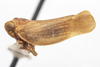 Habitus, lateral view: (Observation).