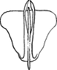 Aedeagus, ventral view on Platymetopius (Platymetopius) calcaratus Dlabola, 1979: Aedeagus, ventral view. (Observation).