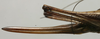CollectionObject 1535996; 5ea0c803-215c-47ef-83f4-9fae6c5a2166: female ovipositor (paratype). (CollectionObject).