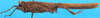 CollectionObject 1502080; 5f776793-2d6a-4a50-8dd1-f0b9c4784ea0: male, lateral view. (CollectionObject).