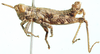 Leatettix laticornis Dirsh, 1956: male, lateral view. (Otu).