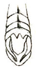 Epistaurus aberrans Brunner von Wattenwyl, 1893: Pl. V, Fig. 55 b. male abdomen tip. (Otu).