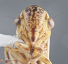 Head on Cuerna alpina Oman & Beamer, 1944: Head/Face. immature. (Observation).