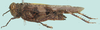 Trilophidia conturbata (Walker, 1870): lateral view. (Otu).