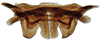 Abdomen, sternal apodemes, ventral view: Attenuipyga platyrhyncha, male 1st and 2nd sternal apodemes, ventrally (INHS). (Observation).