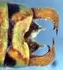 Idiostatus chewaucan Rentz & Lightfoot, 1976: male cerci (paratype). (Otu).