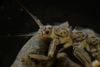 Notoperla Enderlein, 1909: Nymph. (Otu).