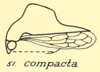 Habitus, lateral view: !! display not done !! on Telamona compacta Ball, 1903: (Observation).