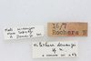 CollectionObject 1541114; e8066f77-a3f4-417b-b458-882ac67f9787: male, labels (holotype). (CollectionObject).