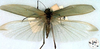 CollectionObject 1517202; ac266886-5c37-46d7-82f9-f0bc09d9c024: female (holotype). (CollectionObject).