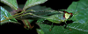Euceraia atryx Grant, 1964: male (La Selva, Costa Rica). (Otu).