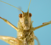 CollectionObject 1542758; 82d9c4ce-fd5d-46c9-8697-c9079f38213b: male, face frontal view (holotype). (CollectionObject).