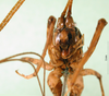 CollectionObject 1500221; 8c2279db-ab8c-46e5-ac86-e29dabe99948: frontal view (syntype). (CollectionObject).