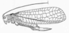 Pezochiton grandis Beier, 1960: Fig. 161. female habitus (pronotum length 8-9, tegmen 60-68, ovipositor 21-22 mm). (Otu).