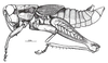 Coyacris brevipennis (Ronderos, 1979): Fig. 1. male habitus. (Otu).