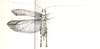 Theia unicolor Brunner von Wattenwyl, 1891: Fig. 32. female (body length 15 mm, pronotum 2.5 mm, tegmen 22 mm, hind femur 18 mm, ovipositor 6 mm). (Otu).