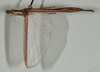 CollectionObject 1561452; USNM(SF IMPORT DUPLICATE) 7348, 4ff01786-ae5b-4855-99ed-4e59e6f66f97: copyright USNM, Washington. female (holotype). (CollectionObject).