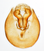 Pygofer, ventral view: !! display not done !! on Peregrinus maidis (Ashmead, 1890): (Observation).