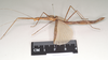 CollectionObject 1562029; eca50ffd-5ecd-4700-bb73-81f80c633884: copyright Natural History Museum, London. female, lateral view of Necroscia sipylus (paralectotype). (CollectionObject).;CollectionObject 1562030; 7567f662-c345-4d65-8ecb-01c7d6d4ef45: copyright Natural History Museum, London. female, lateral view of Necroscia sipylus (paralectotype). (CollectionObject).