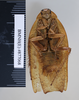 CollectionObject 1573292; 52da7101-9f50-47cf-816b-7399ec86ba02: Copyright NHM, London. Male: ventral view, non-type. (CollectionObject).