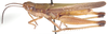 Coryphosima stenoptera vicina (Dirsh, 1956): male, lateral view (Coryphosima vicina). (Otu).
