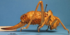 CollectionObject 1538365; 643e0cd6-c268-47d8-8383-0095c0a25e77: female, lateral view (syntype of Ephippigera cucullata). (CollectionObject).