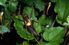 CollectionObject 1536594; b5e2c455-171a-4504-884f-c41c676c8a43, CH3259: male, dorsal view. (CollectionObject).