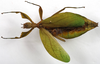 Pseudomicrophyllium geryon (Gray, 1843): copyright Royce Cumming. female. (Otu).