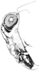 Neotettix femoratus (Scudder, 1869): Fig. 103. female, head, lateral view (ecotype bolteri). (Otu).