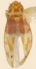 Habitus (&#147;allotype&#148; by Beamer, KSEM collection) Depicts Habitus, dorsal view, an Observation.