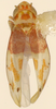 Habitus, dorsal view: Habitus (&#147;allotype&#148; by Beamer, KSEM collection). (Observation).