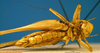 CollectionObject 1500532; 46fa0c63-8ae2-4ccc-b25c-f2f177273b66: female, ventral view (syntype). (CollectionObject).