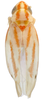 Habitus, dorsal view on Erythridula lasteri (Hepner, 1977): Habitus (paratype, MSU collection). (Observation).