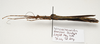CollectionObject 1595885; d17528c0-bb69-4720-8231-f15eff25fe2a: copyright UKM, Bangi. female, lateral view (paratype). (CollectionObject).